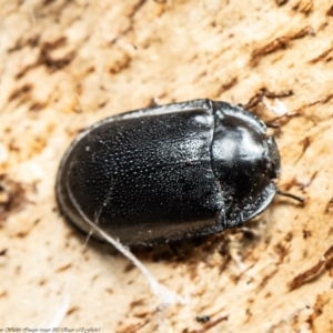 Pterohelaeus striatopunctatus at Majura, ACT - 20 Aug 2020