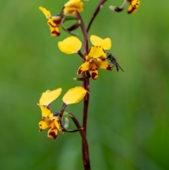 Diuris pardina (Leopard Doubletail) at WREN Reserves - 18 Aug 2020 by Danny J