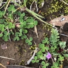 Erodium cicutarium (Common Storksbill, Common Crowfoot) at Watson, ACT - 18 Aug 2020 by LeafBird