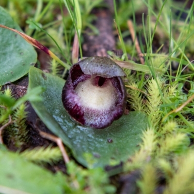 Corysanthes incurva (Slaty Helmet Orchid) at West Wodonga, VIC - 11 Aug 2020 by Danny J