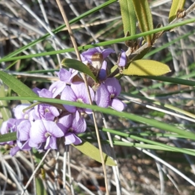 Hovea heterophylla (Common Hovea) at Isaacs Ridge and Nearby - 19 Aug 2020 by Mike