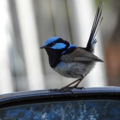 Malurus cyaneus (Superb Fairywren) at Gateway Island, VIC - 3 Aug 2020 by Danny J