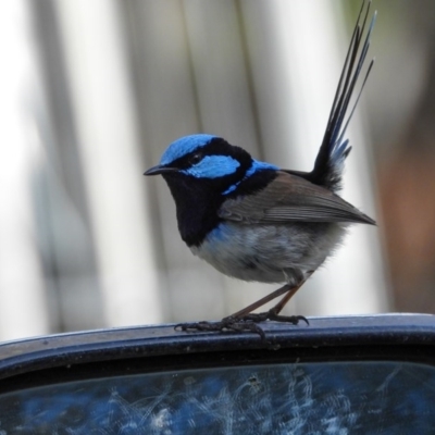 Malurus cyaneus (Superb Fairywren) at Gateway Island, VIC - 3 Aug 2020 by DannyJ