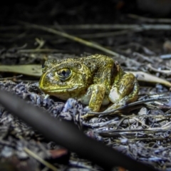 Neobatrachus sudellae (Sudell's Frog or Common Spadefoot) at Baranduda, VIC - 6 Mar 2020 by DannyJ