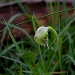 Pterostylis nutans (Nodding Greenhood) at WREN Reserves - 18 Aug 2020 by DannyJ