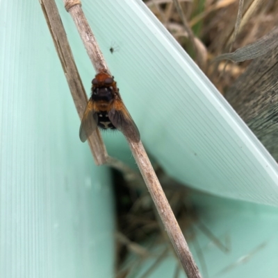 Microtropesa sp. (genus) (Tachinid fly) at Thurgoona, NSW - 7 Aug 2020 by Amityrose