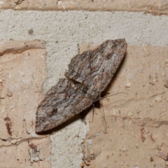 Ectropis bispinaria (Loop-line Bark Moth) at Harrison, ACT - 12 Aug 2020 by DPRees125