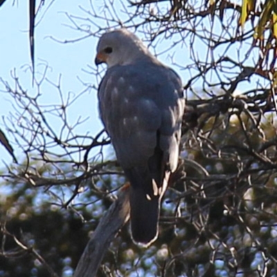 Accipiter novaehollandiae (Grey Goshawk) at Wallaga Lake, NSW - 12 Aug 2020 by JoyGeorgeson