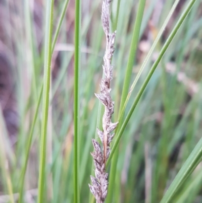 Carex appressa (Tall Sedge) at McKellar Wetlands - 20 Aug 2020 by tpreston