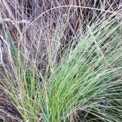 Carex appressa at McKellar, ACT - 20 Aug 2020