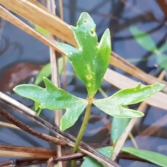 Ranunculus papulentus (Large River Buttercup) at McKellar Wetlands - 20 Aug 2020 by tpreston