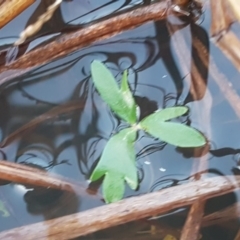 Ranunculus papulentus at McKellar, ACT - 20 Aug 2020