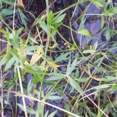 Ranunculus papulentus at McKellar, ACT - 20 Aug 2020