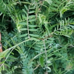 Vicia hirsuta (Hairy Vetch) at McKellar, ACT - 20 Aug 2020 by tpreston