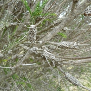 Melaleuca parvistaminea at Lower Boro, NSW - 15 Jan 2012