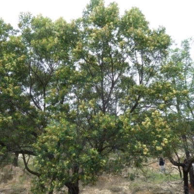 Acacia sp. (A Wattle) at Lower Boro, NSW - 15 Jan 2012 by AndyRussell