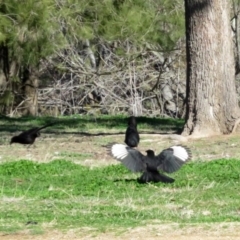 Corcorax melanorhamphos (White-winged Chough) at Pine Island to Point Hut - 20 Aug 2020 by RodDeb