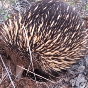 Tachyglossus aculeatus at Bonython, ACT - 20 Aug 2020