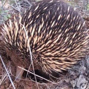 Tachyglossus aculeatus at Bonython, ACT - 20 Aug 2020 05:33 PM