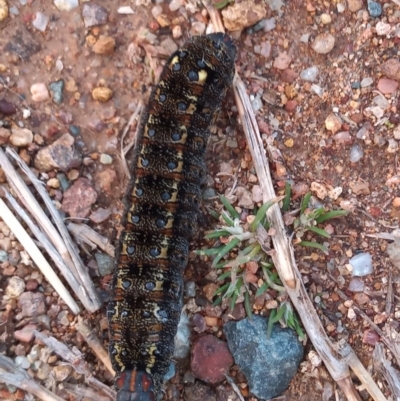 Apina callisto (Pasture Day Moth) at Pine Island to Point Hut - 20 Aug 2020 by michaelb