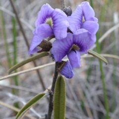 Hovea heterophylla (Common Hovea) at Carwoola, NSW - 16 Aug 2020 by JanetRussell