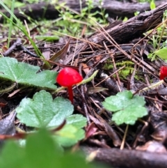 Hygrocybe sp. ‘red’ (A Waxcap) at Ginninderra Falls - 19 Aug 2020 by JasonC