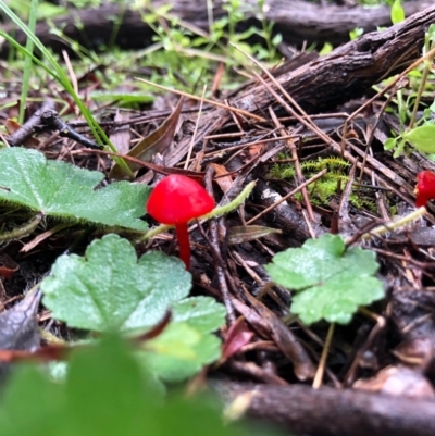 Hygrocybe sp. ‘red’ (A Waxcap) at Ginninderry Conservation Corridor - 19 Aug 2020 by JasonC