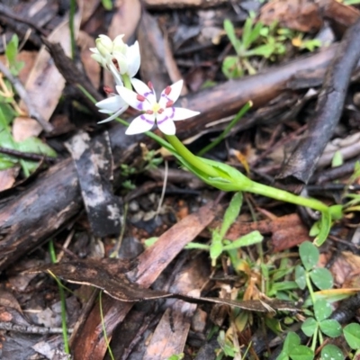 Wurmbea dioica subsp. dioica (Early Nancy) at Ginninderry Conservation Corridor - 19 Aug 2020 by JasonC