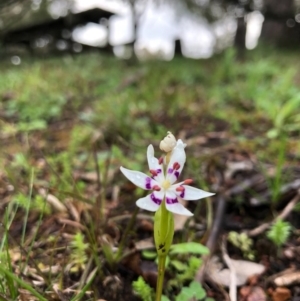 Wurmbea dioica subsp. dioica at Ginninderry Conservation Corridor - 19 Aug 2020