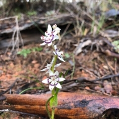 Wurmbea dioica subsp. dioica (Early Nancy) at Ginninderry Conservation Corridor - 19 Aug 2020 by JasonC