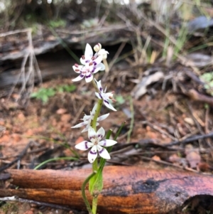 Wurmbea dioica subsp. dioica at Ginninderry Conservation Corridor - 19 Aug 2020