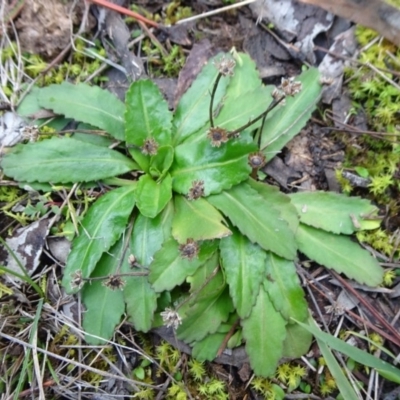 Solenogyne dominii (Smooth Solenogyne) at Carwoola, NSW - 16 Aug 2020 by JanetRussell