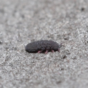 Hypogastrura sp. (genus) at Acton, ACT - 18 Aug 2020