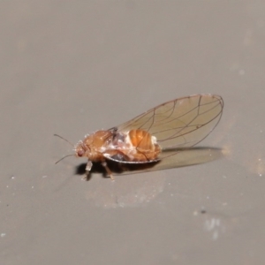 Psyllidae sp. (family) at Acton, ACT - 18 Aug 2020