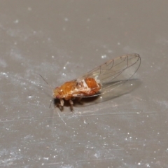 Psyllidae sp. (family) at Acton, ACT - 18 Aug 2020 12:45 PM