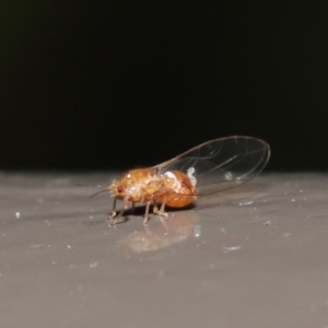 Psyllidae sp. (family) at Acton, ACT - 18 Aug 2020 12:45 PM