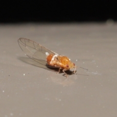 Psyllidae sp. (family) at Acton, ACT - 18 Aug 2020