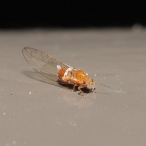 Psyllidae sp. (family) at Acton, ACT - 18 Aug 2020 12:45 PM