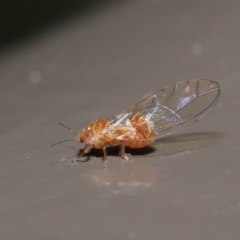 Psyllidae sp. (family) at Acton, ACT - 18 Aug 2020