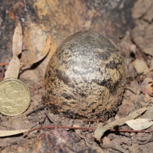 Pisolithus marmoratus at Acton, ACT - 4 Aug 2020 11:21 AM