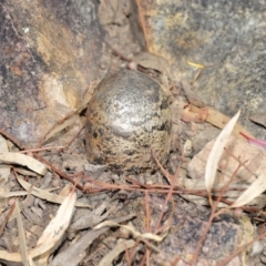 Pisolithus marmoratus at Acton, ACT - 4 Aug 2020 11:21 AM