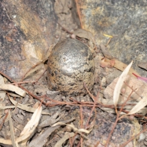 Pisolithus marmoratus at Acton, ACT - 4 Aug 2020 11:21 AM