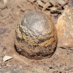 Pisolithus marmoratus at Acton, ACT - 4 Aug 2020 11:21 AM