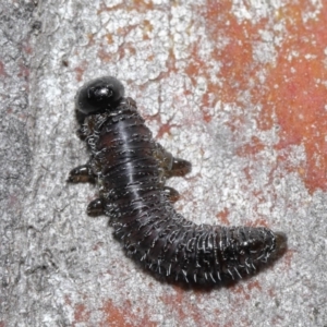 Perga sp. (genus) at Acton, ACT - 4 Aug 2020