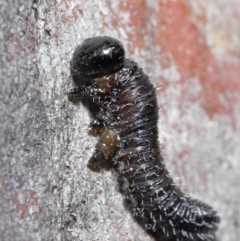 Perga sp. (genus) at Acton, ACT - 4 Aug 2020