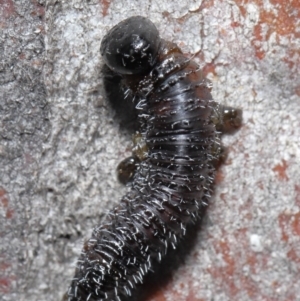 Perga sp. (genus) at Acton, ACT - 4 Aug 2020