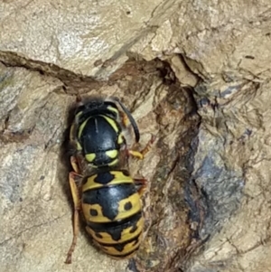 Vespula germanica at Greenleigh, NSW - 21 Aug 2020