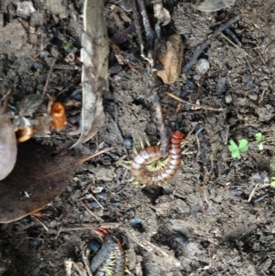 Cormocephalus aurantiipes (Orange-legged Centipede) at Greenleigh, NSW - 19 Aug 2020 by LyndalT