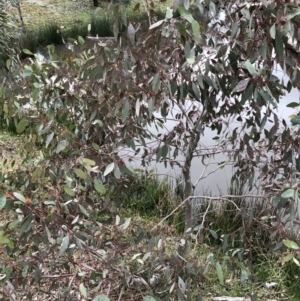 Eucalyptus blakelyi at Watson, ACT - 18 Aug 2020