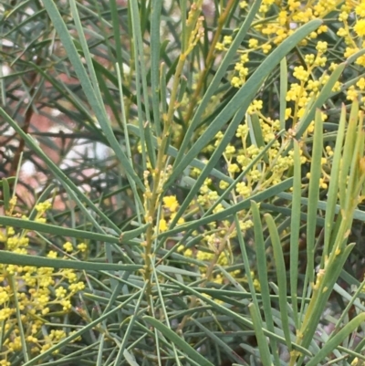 Acacia boormanii (Snowy River Wattle) at Watson, ACT - 20 Aug 2020 by JaneR